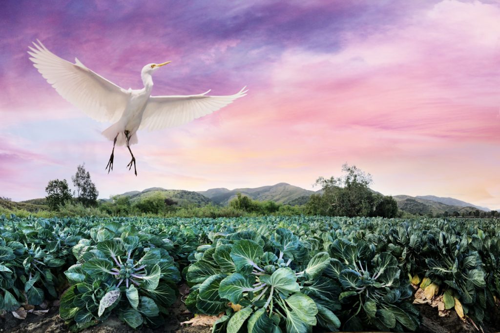 Camarillo Brussel Sprout Field